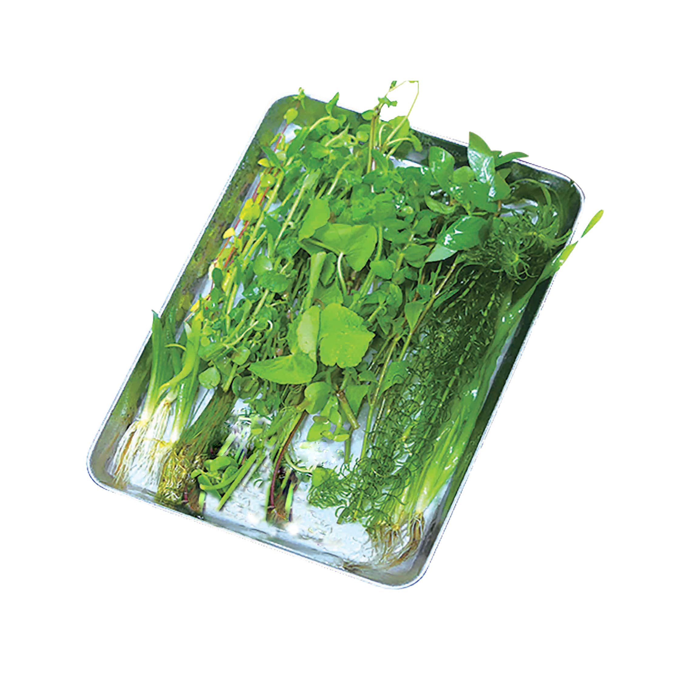 新鮮水草 10種 約50本『鮮やかセット』 *