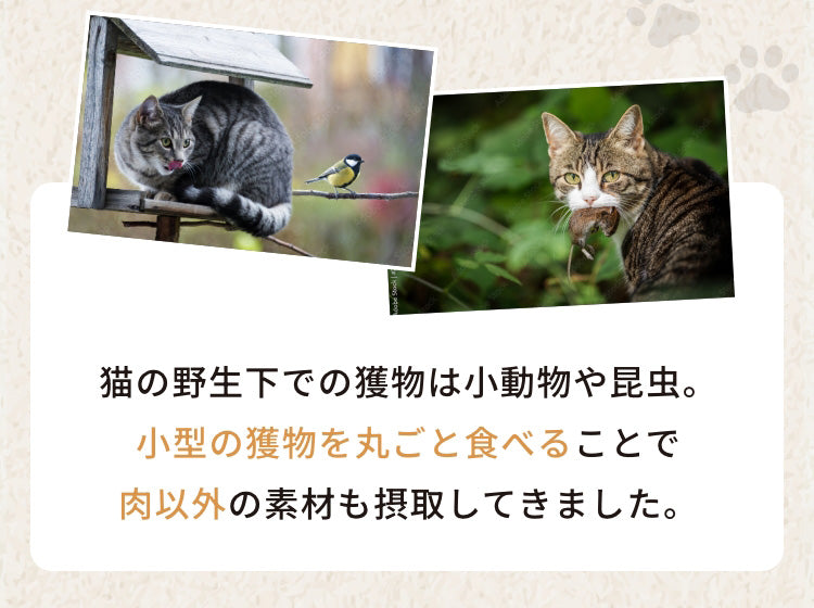 猫の野生下でも獲物は小動物や昆虫。小型の獲物を丸ごと食べることで肉以外の素材も摂取してきました。
